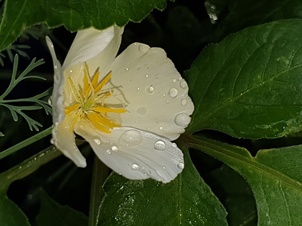 kalifornischer_mohn_juli_2023.jpg