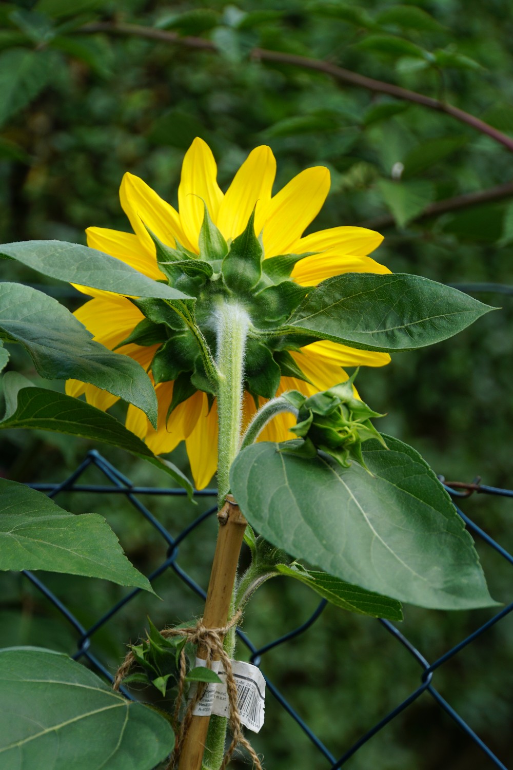 hinteransicht_sonnenblume_juli_2023.jpg