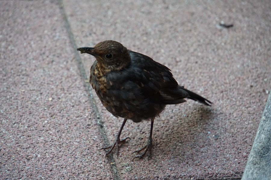 amsel_august_2023.jpg