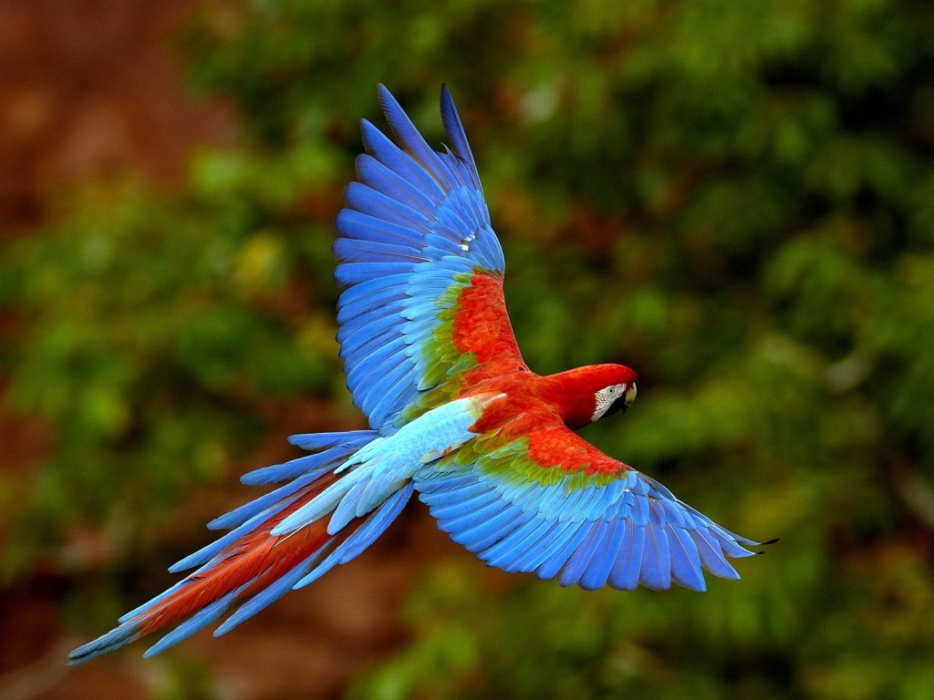 parrot_8345_1024_768.jpg