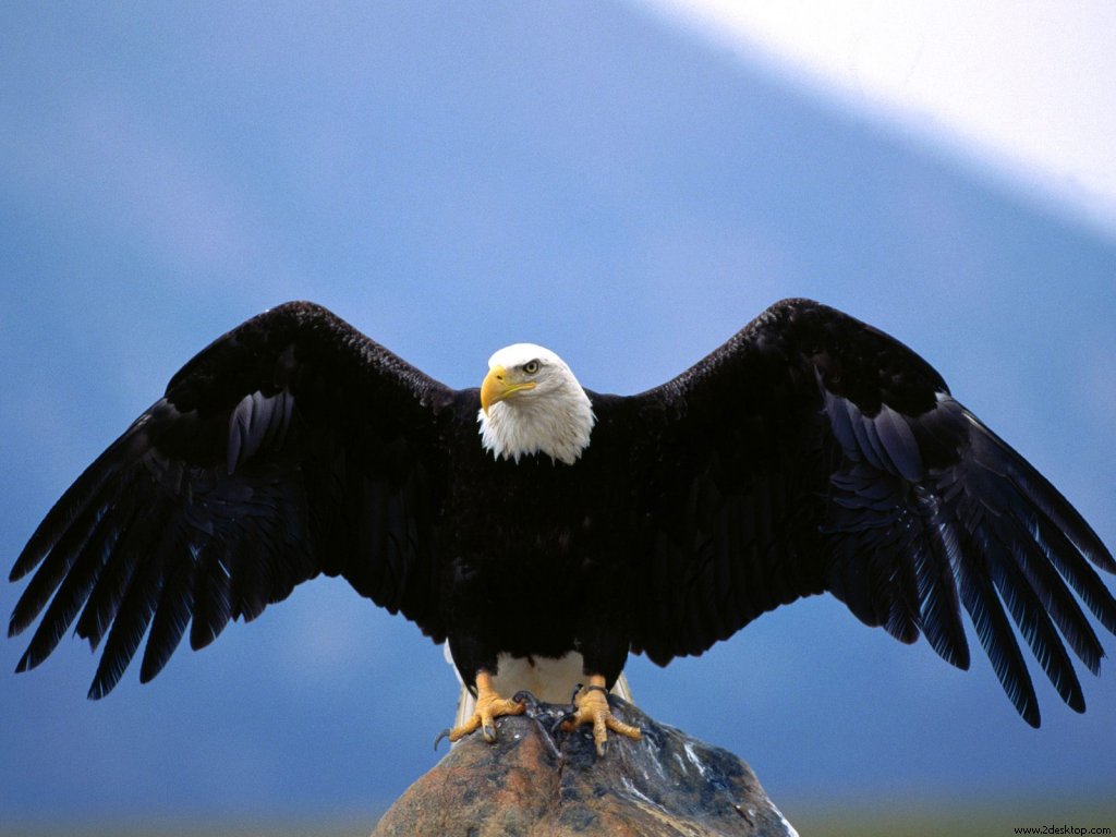 wingspan_blad_eagle_7128_1024_768.jpg