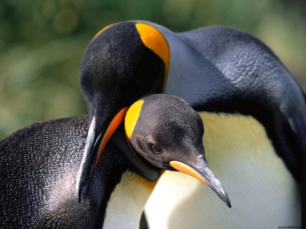 king_penguins_6850_1024_768.jpg