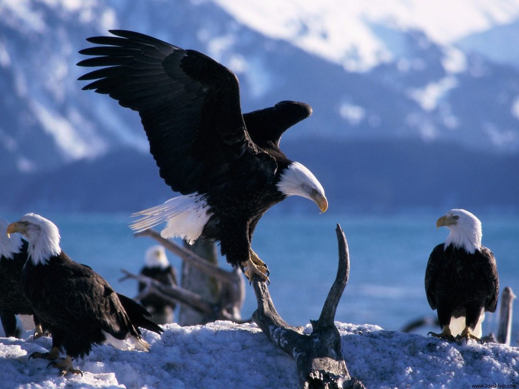 wings_extended_blad_eagles_6705_1024_768.jpg