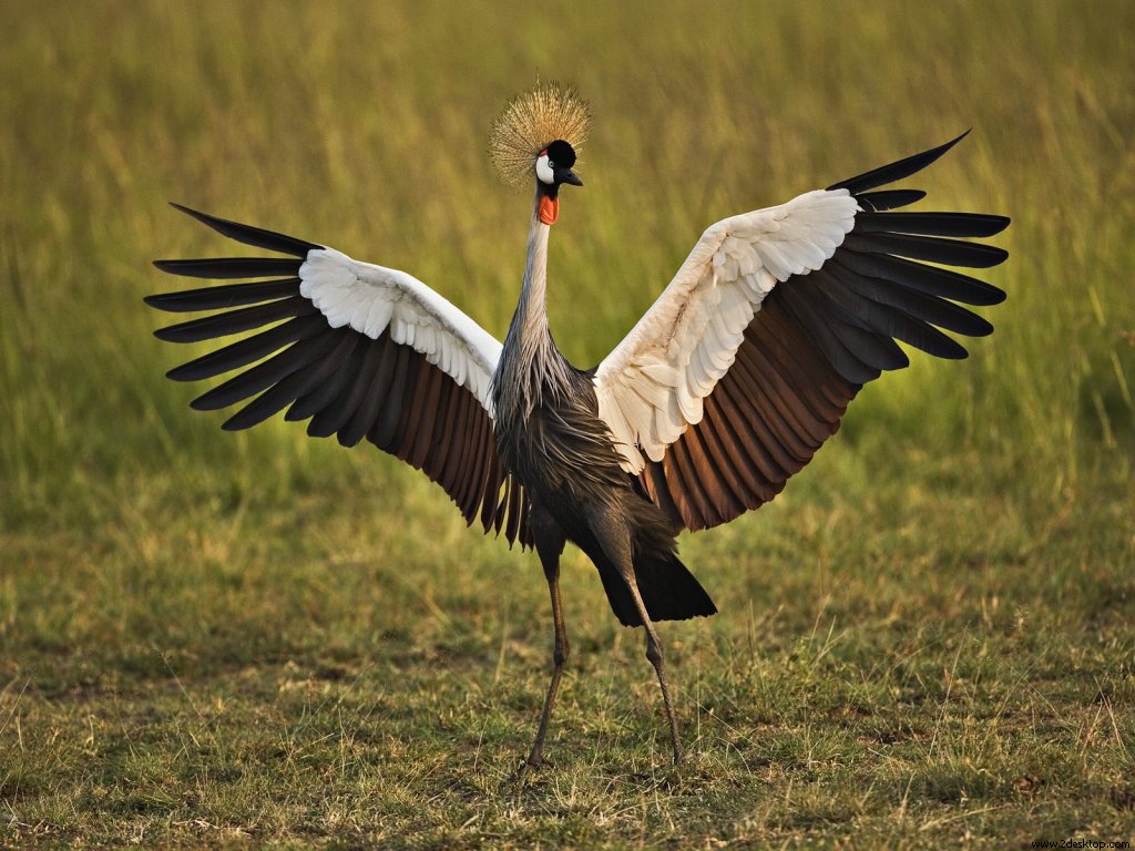 african_crowned_crane_masai_mara_kenya_539....jpg