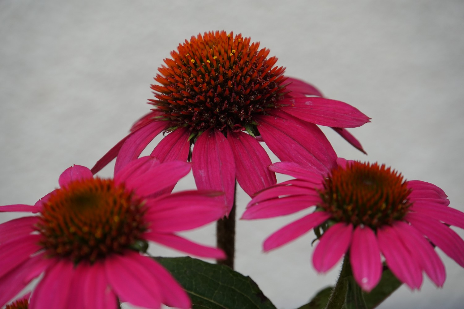 echinacea2__august_2023.jpg