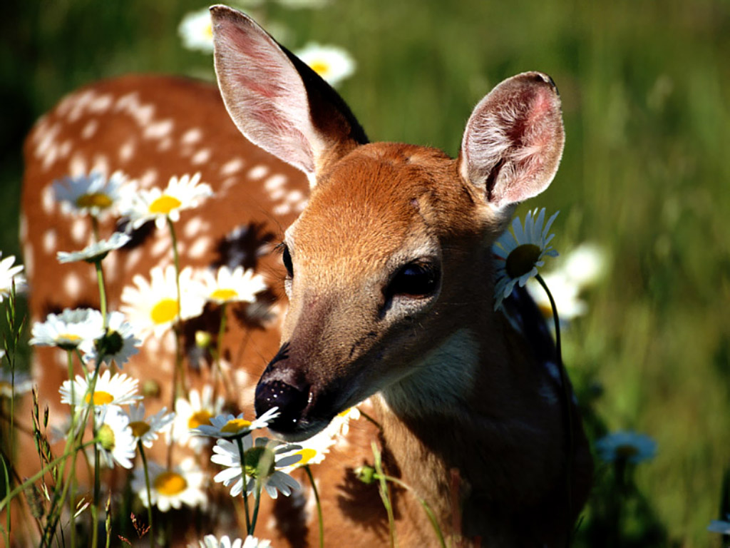 petal_pusher_2c_white-tailed_deer.jpg