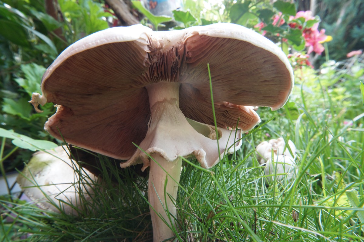 pilz_gro___august_2023.jpg