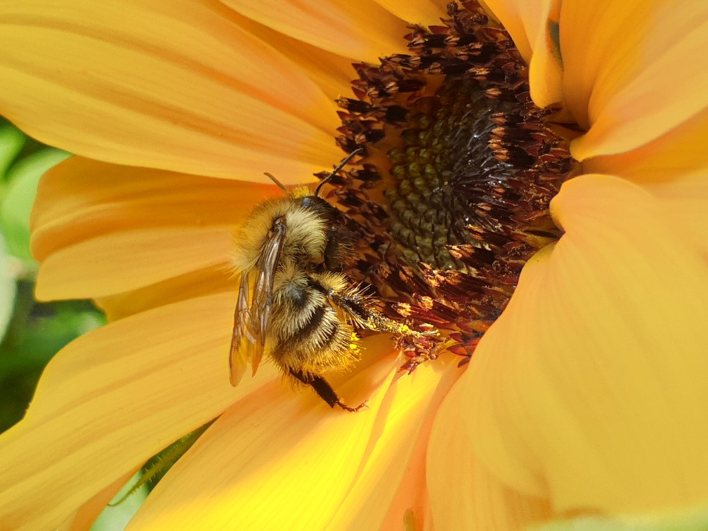 hummel_an_sonnenblume_august_2023.jpg