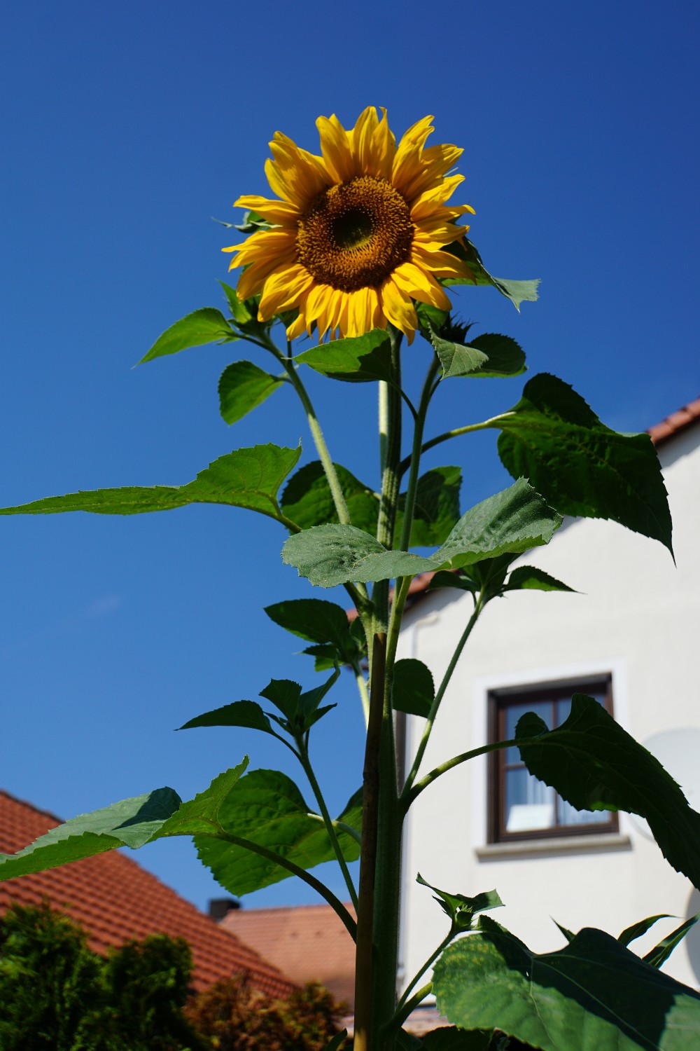 gartenspion_august_2023.jpg