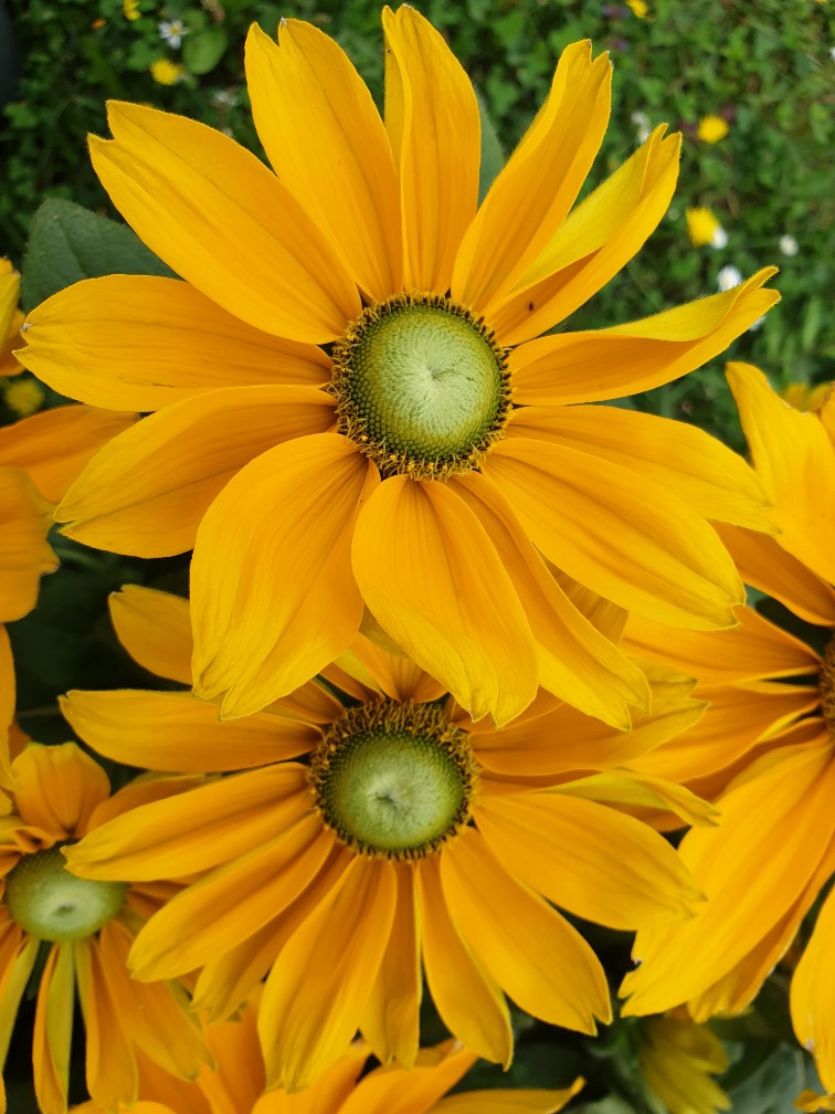 rudbeckia_august_2023.jpg