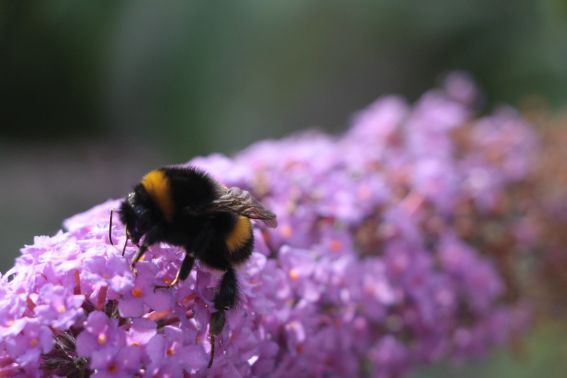 img_8522hummel.jpg