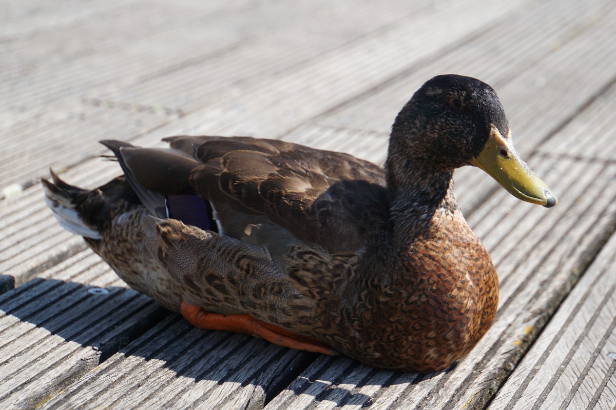 ente_august_2023.jpg