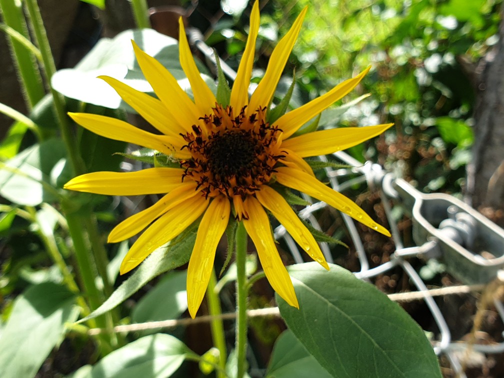 kleine_sonnenblume_august_2023.jpg