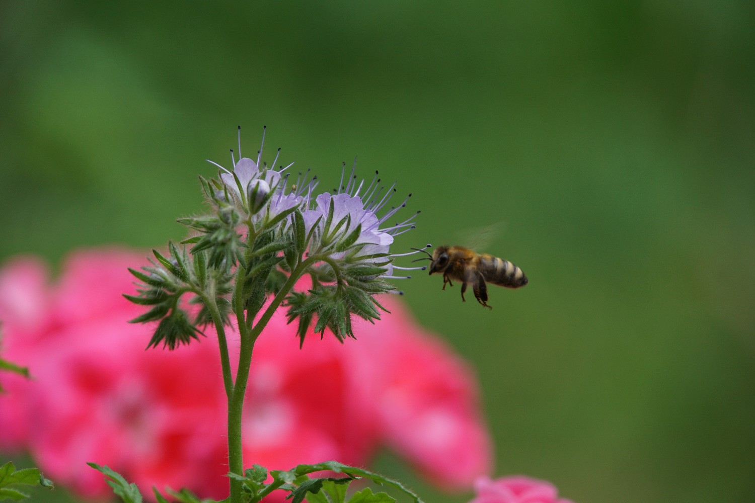 rainfarm_phacelia_august_2023.jpg