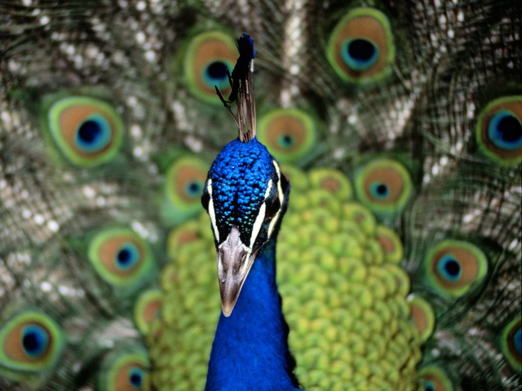 peacock_6523_1024_768.jpg