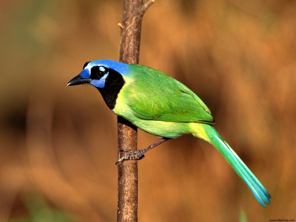 green_jay_6458_1024_768.jpg