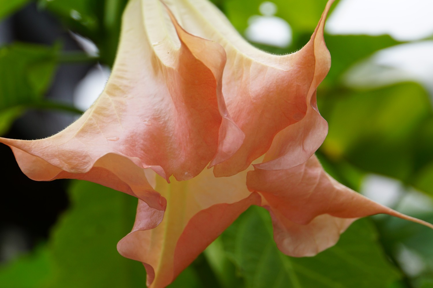 datura_august_2023.jpg