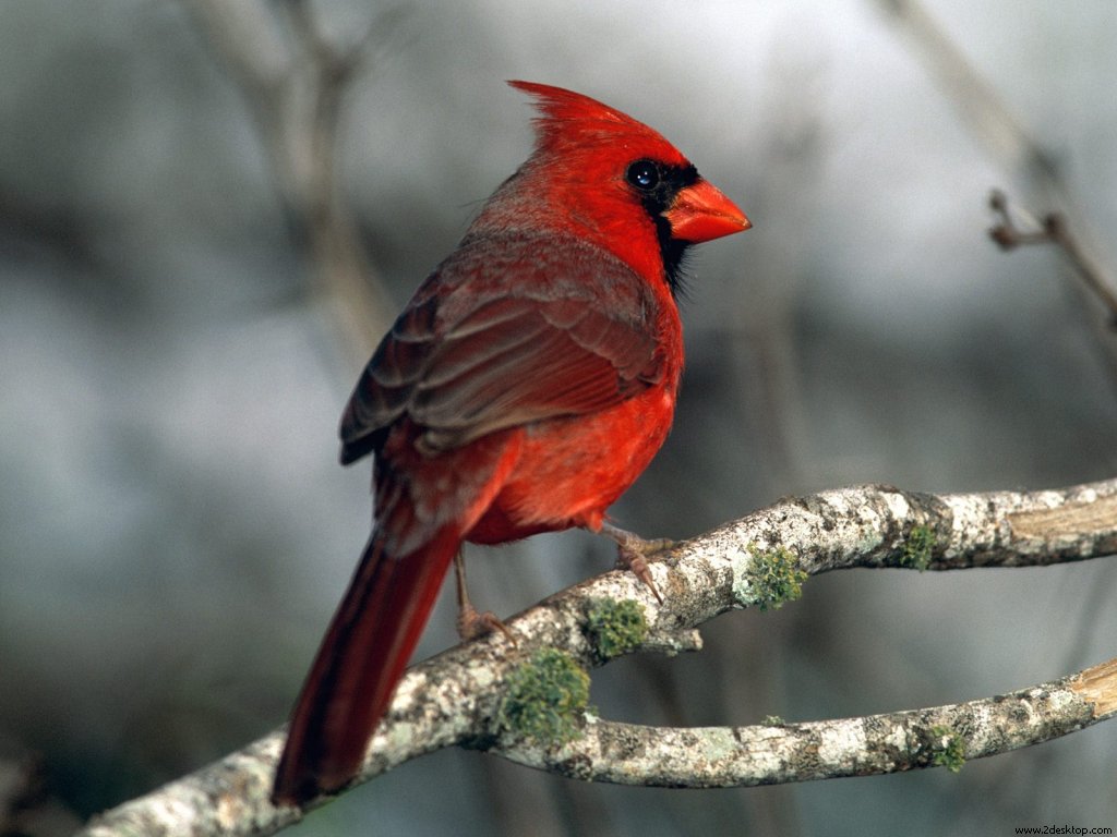 cardinal_6689_1024_768.jpg