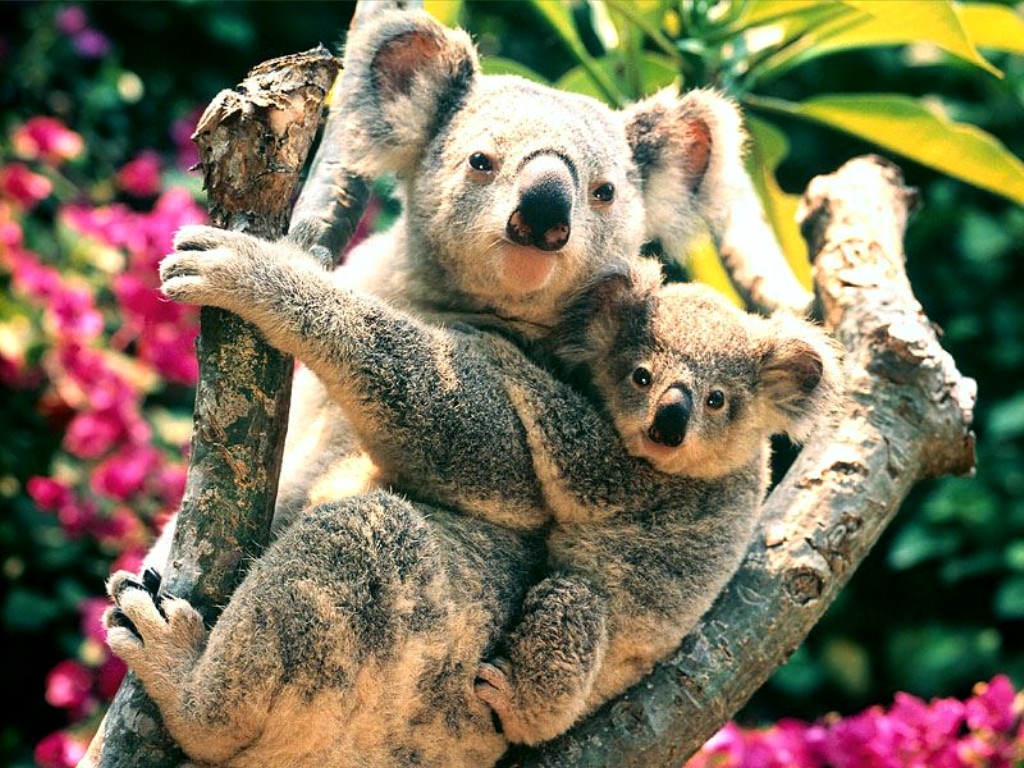 koalas_2c_australia.jpg