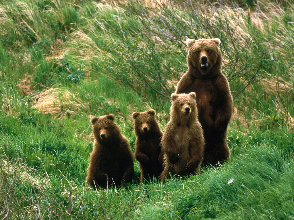 cub_scouts_2c_brown_bears.jpg