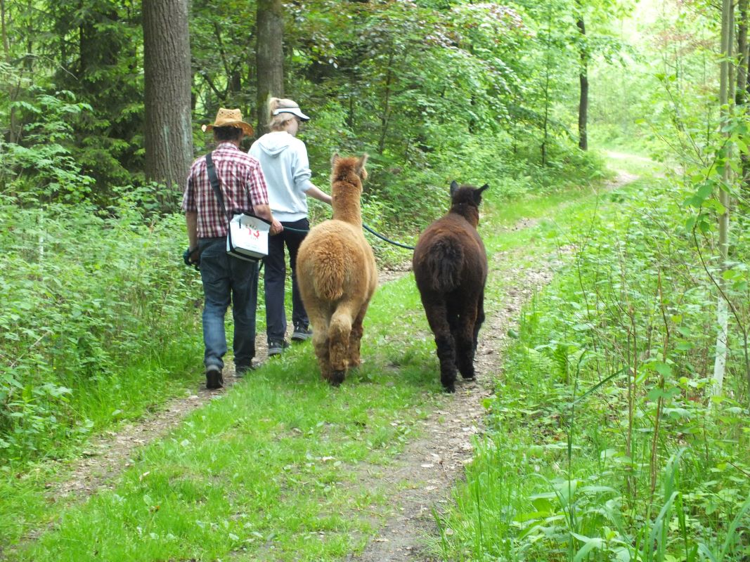 alpaka-wanderung.jpg