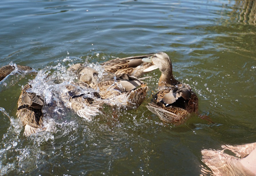 enten_sep_2023.jpg