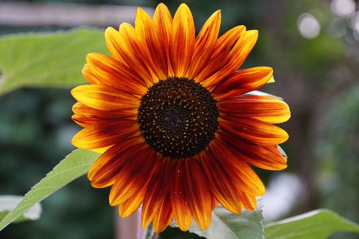 sonnenblume_sep_2023_1.jpg