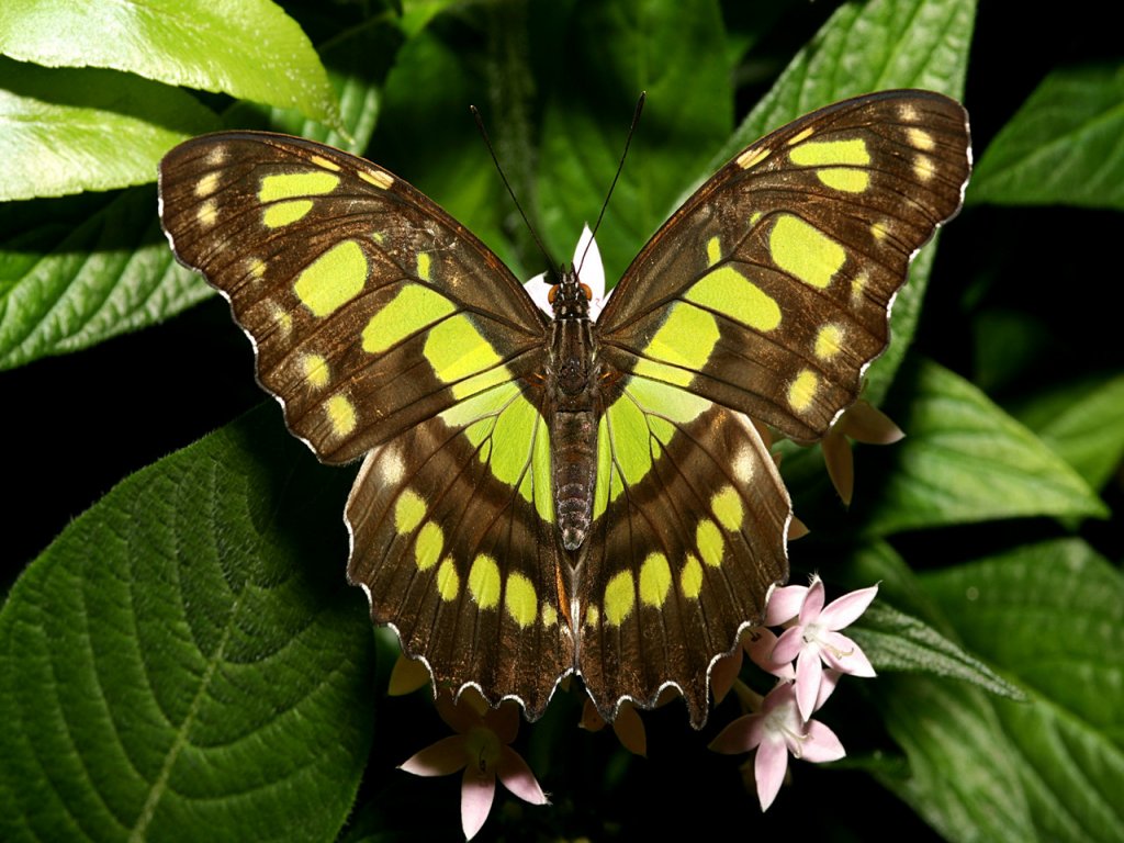 butterfly_8586_1024_768.jpg