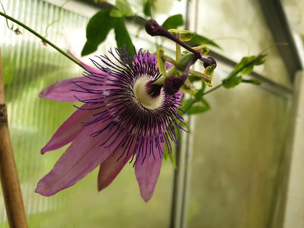 passiflora_sep_2023.jpg