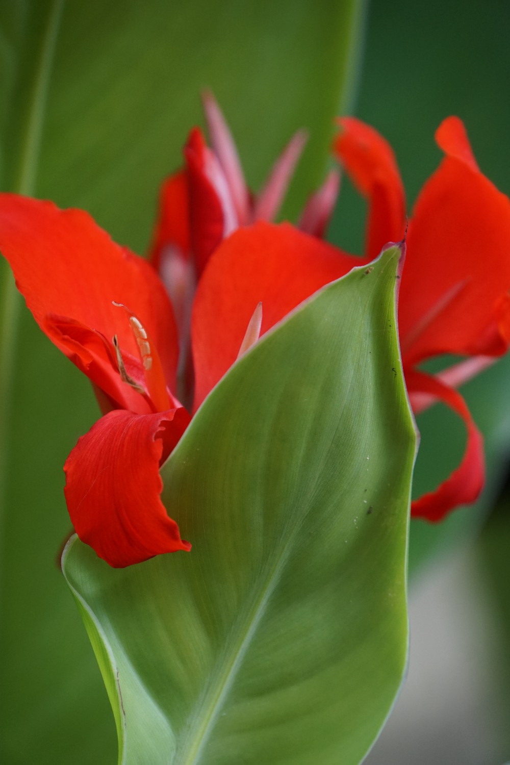 canna_rot_sep_2023.jpg