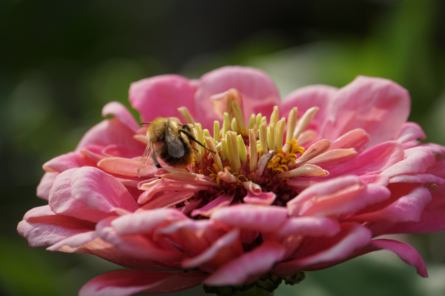 zinie_hummel_sep_2023.jpg