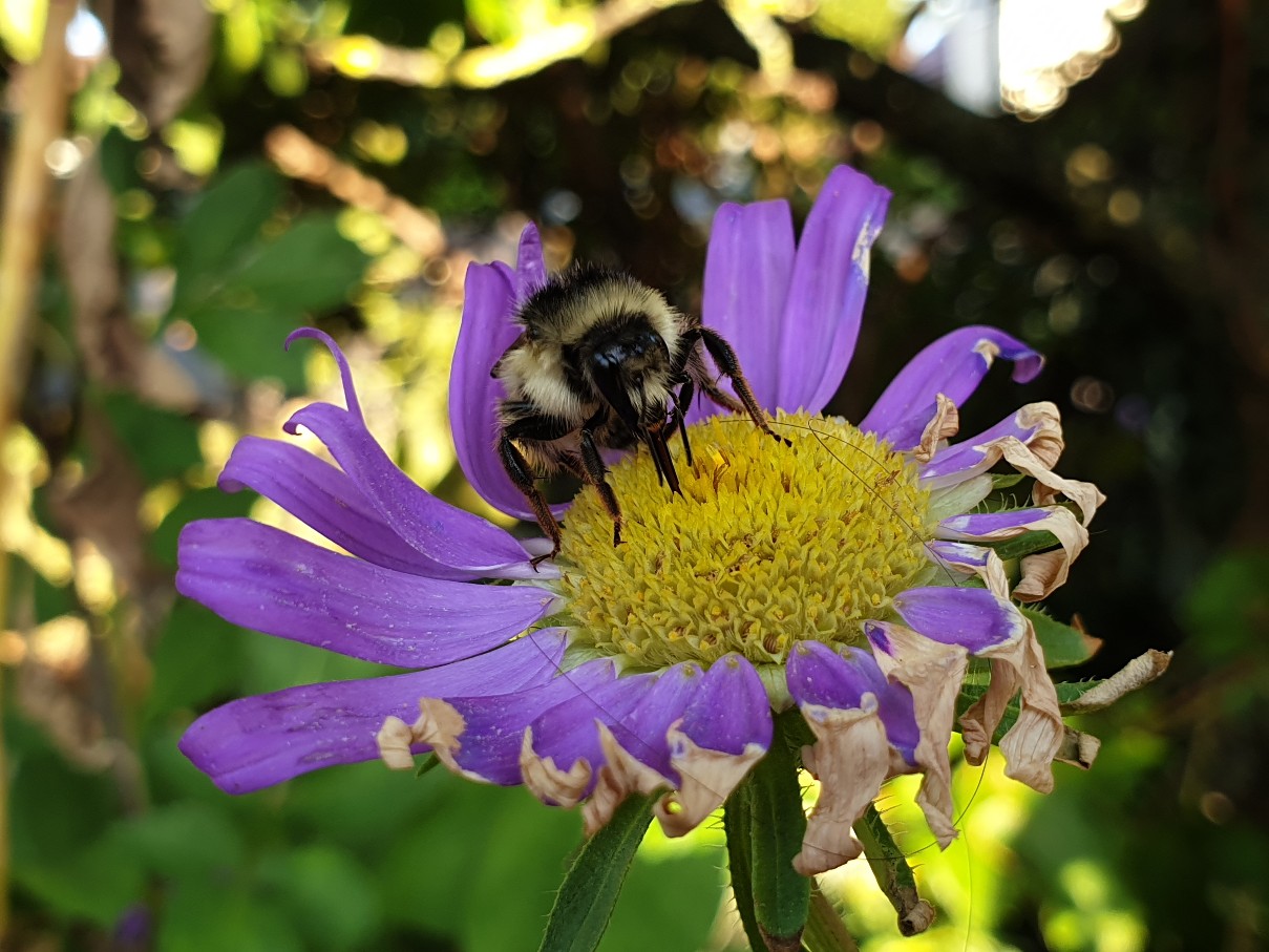 aster_und_hummel_sep_2023.jpg