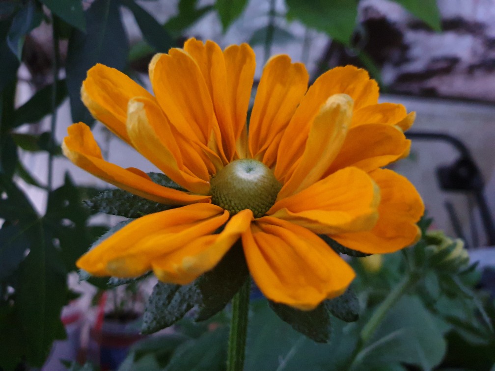 rudbeckia_sep_2023.jpg