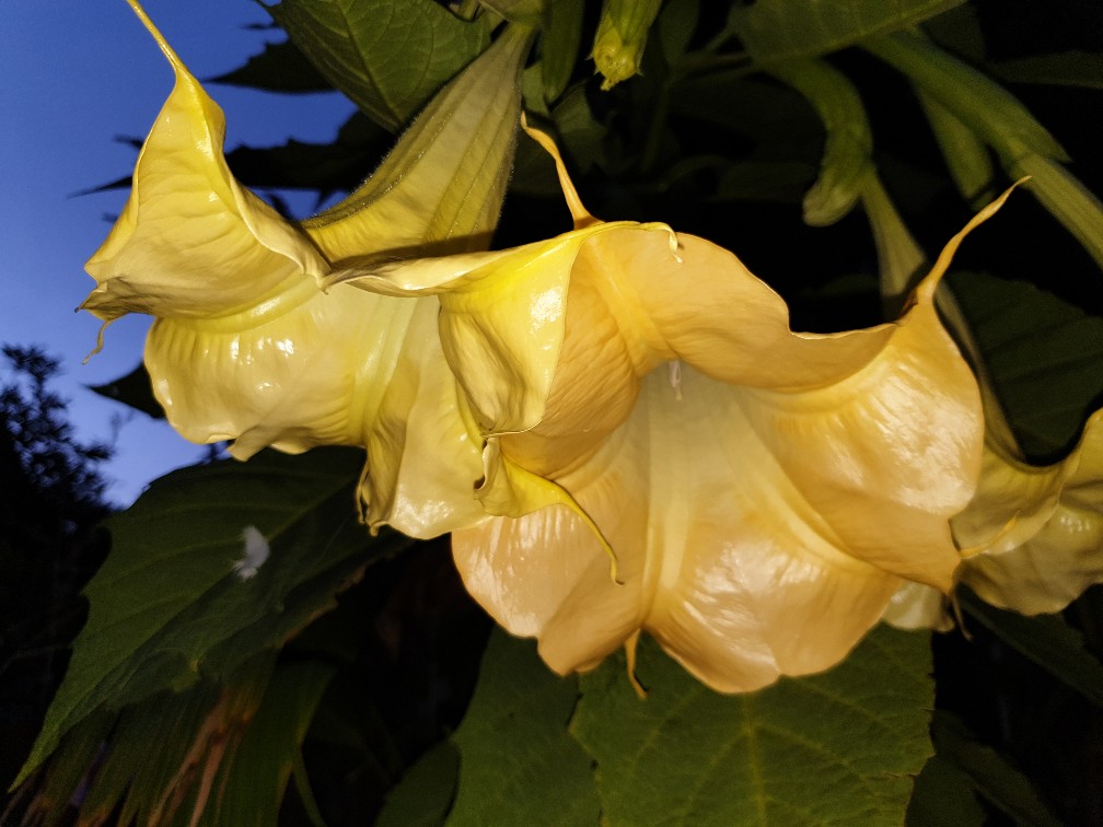 datura_sep_2023.jpg