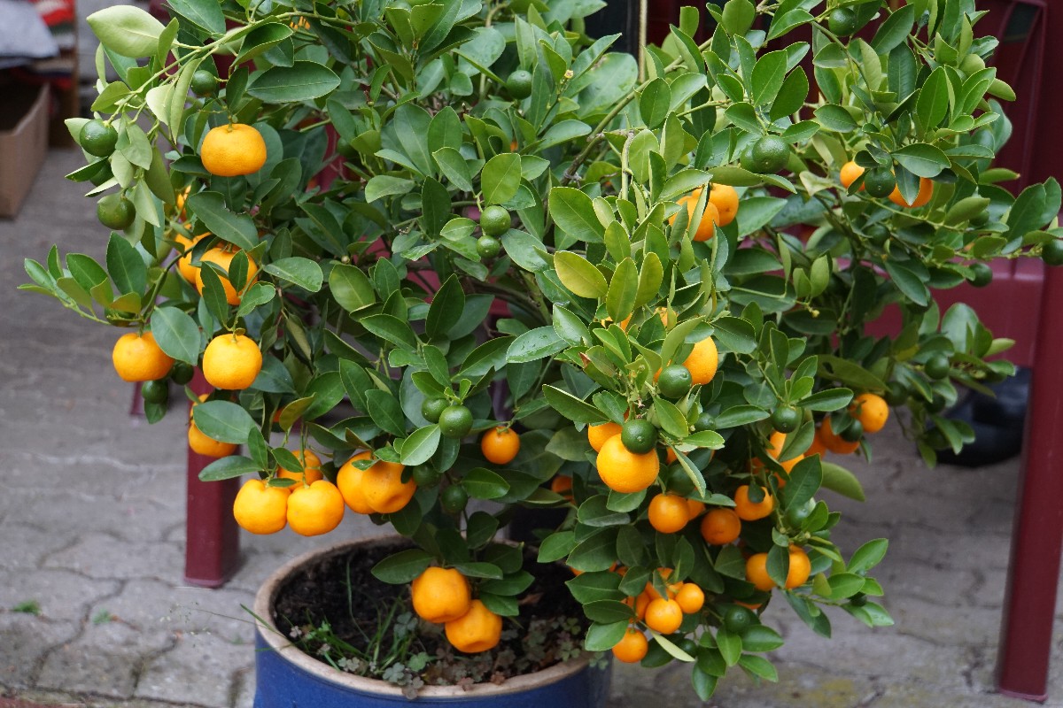 mandarin_orange_sep_2023.jpg