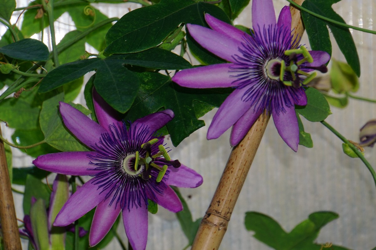 passiflora_sep_2023_1.jpg