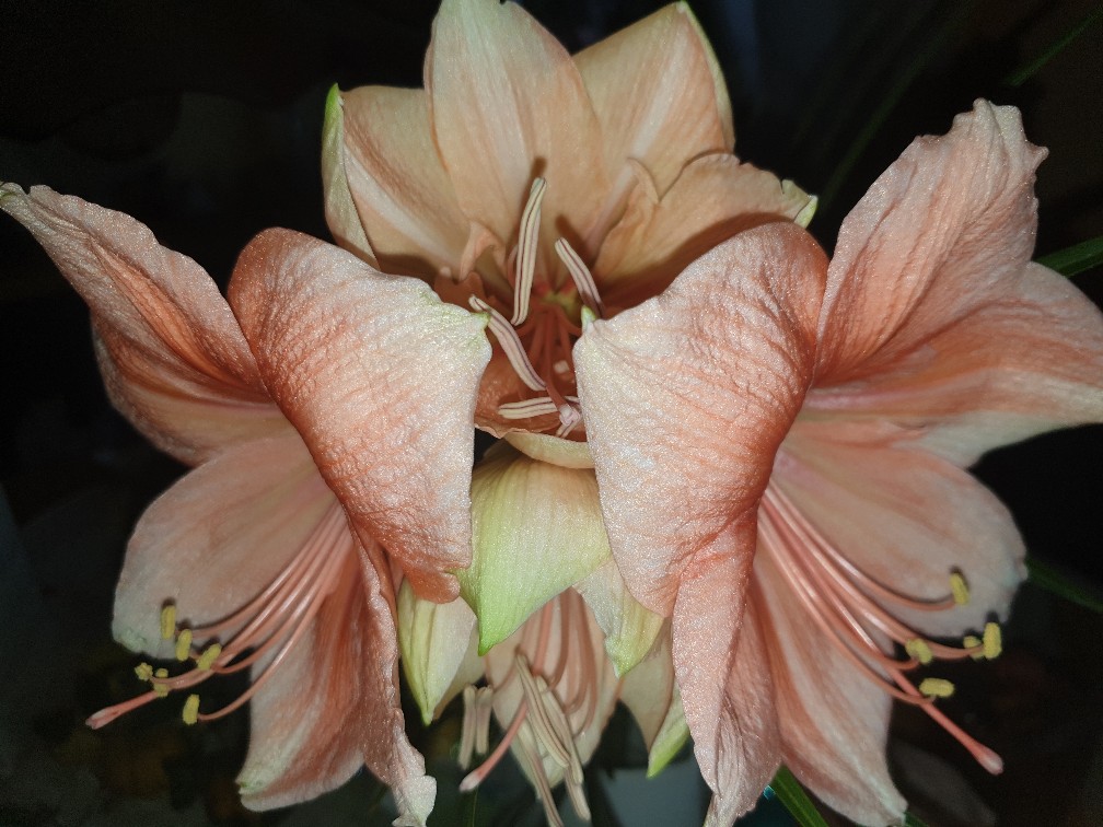 amaryllis_sep_2023.jpg