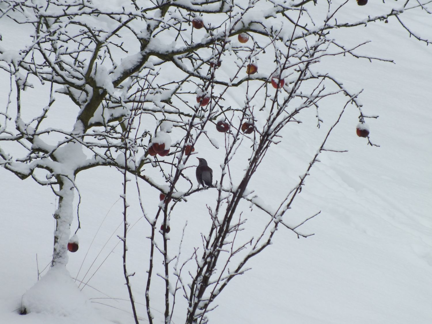 drossel_im_schneebaum.jpg