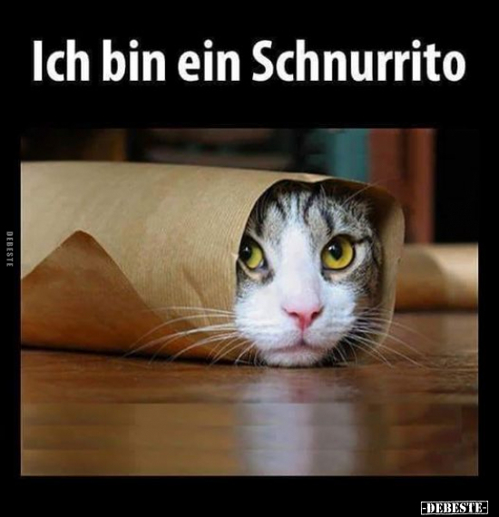 schnurrito.jpg
