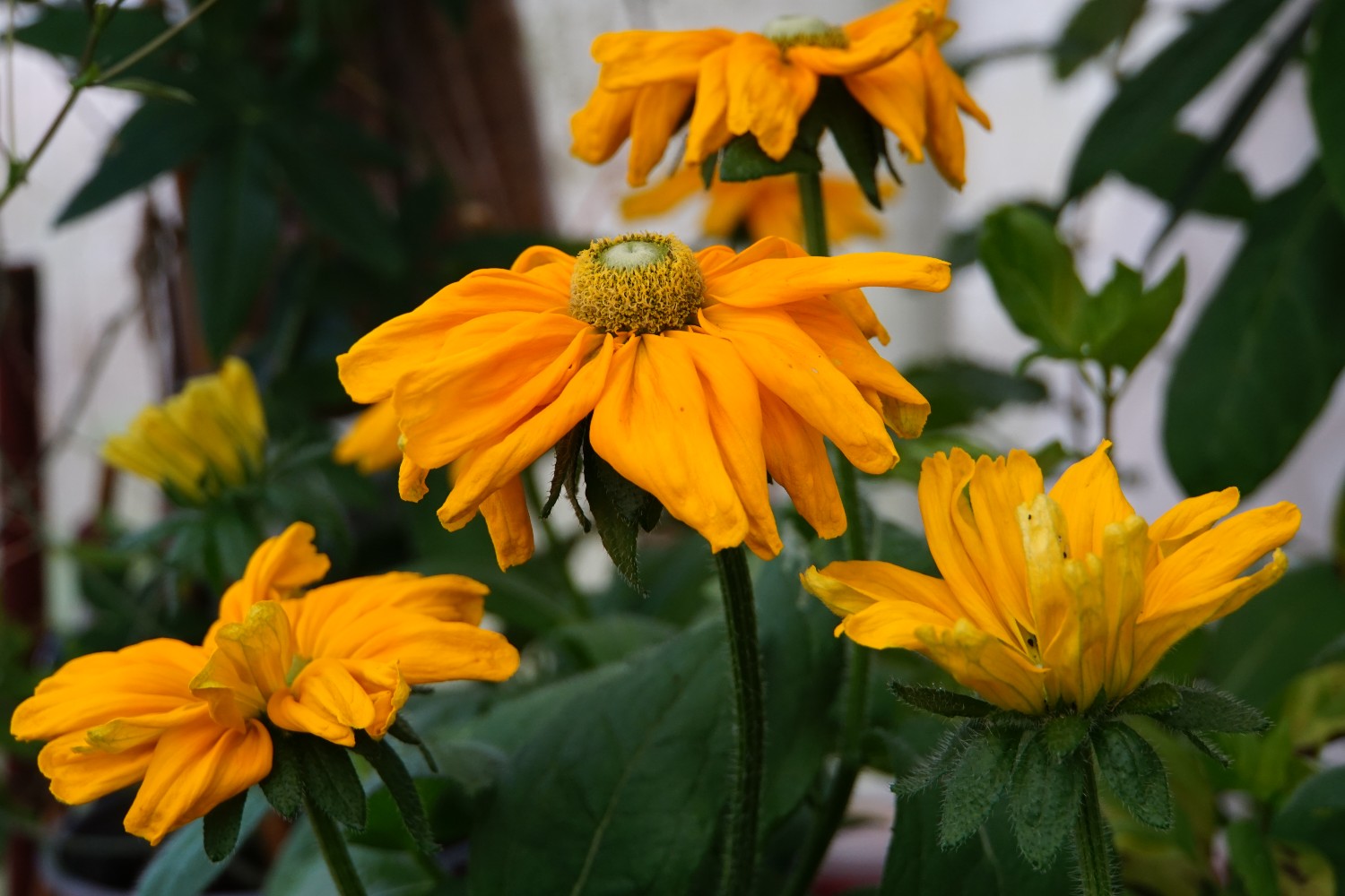 rudbeckia_okt_2023.jpg