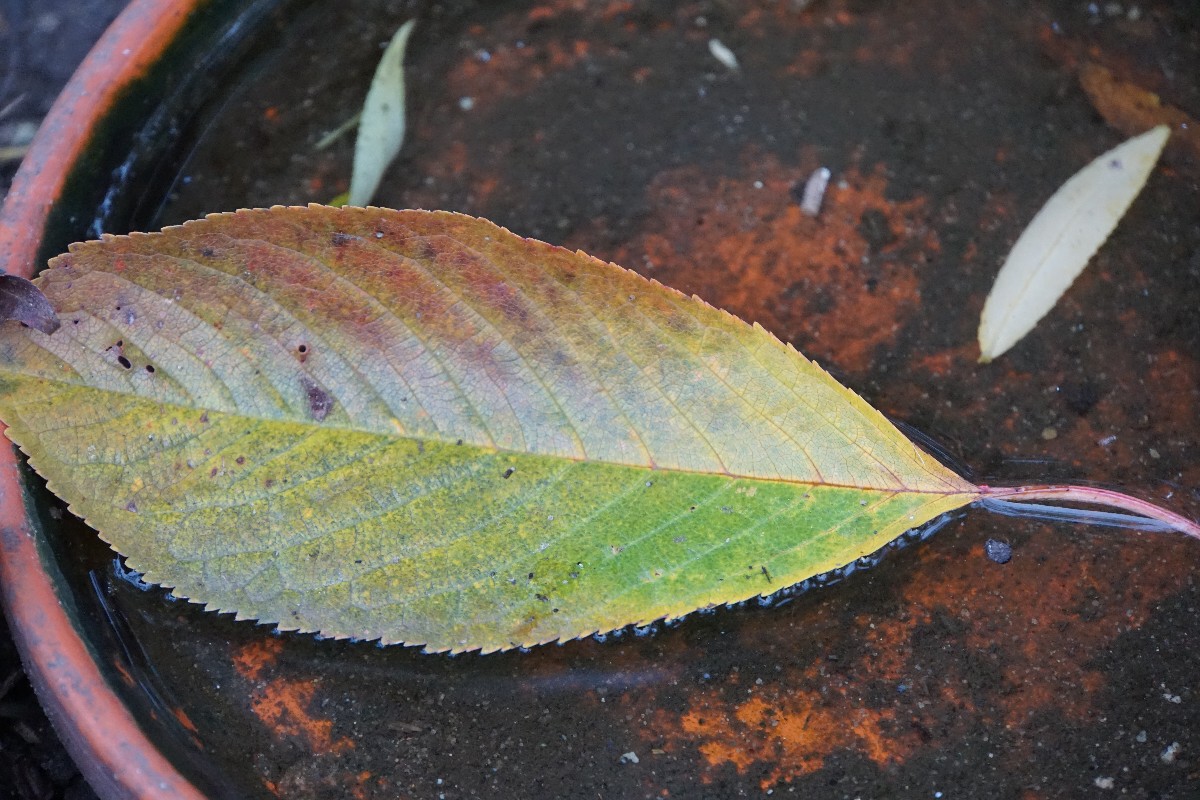 blatt_im_wasser_okt_2023.jpg