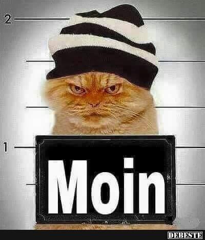 moin__grimmige_katze.jpg