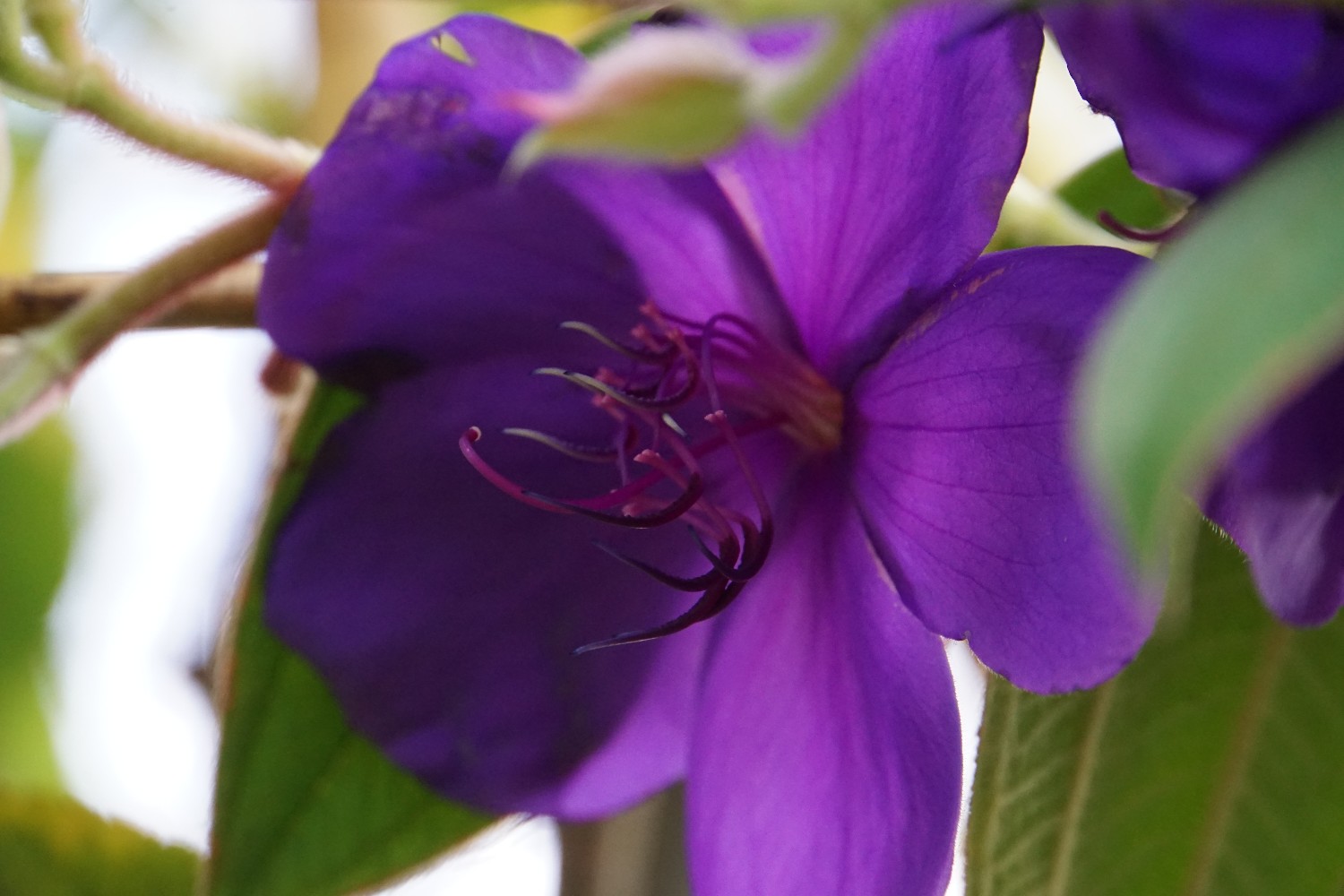 tibouchina_okt_2023.jpg