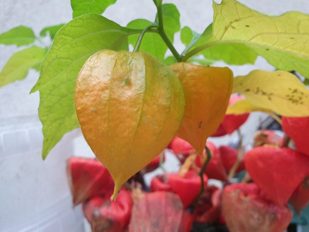 physalis_nov_2023.jpg