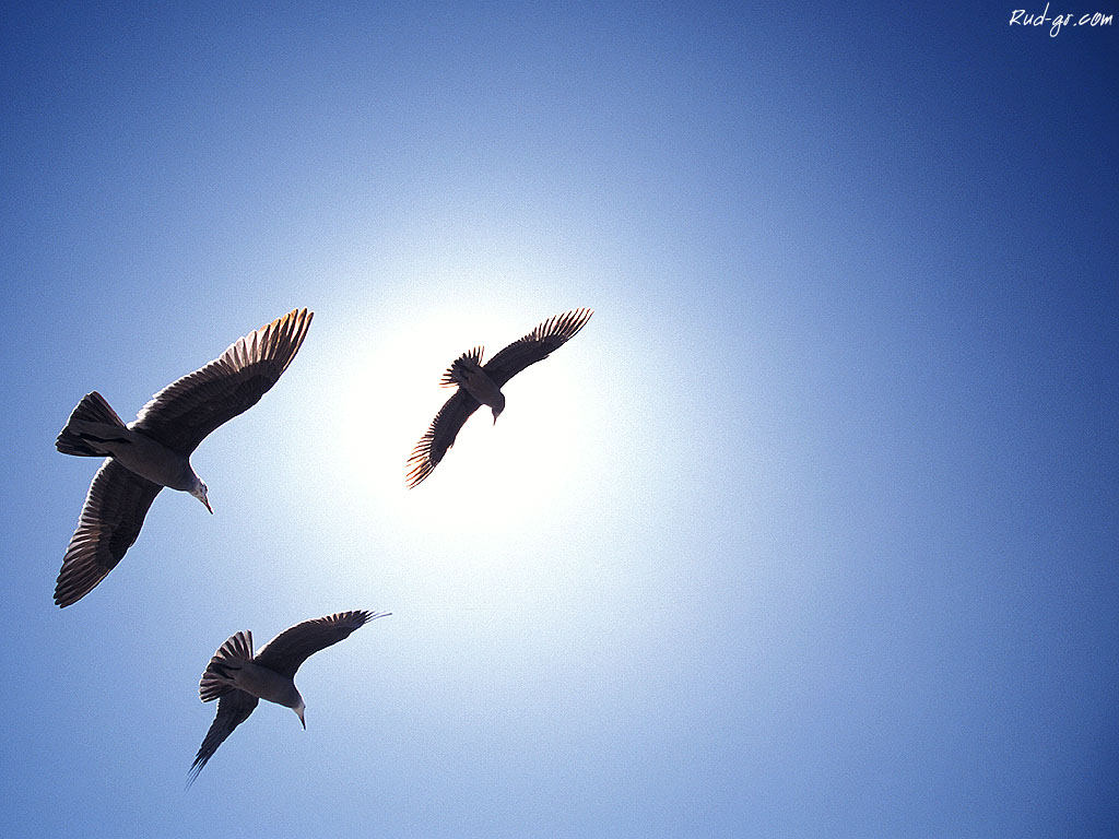 california_seabirds_large.jpg