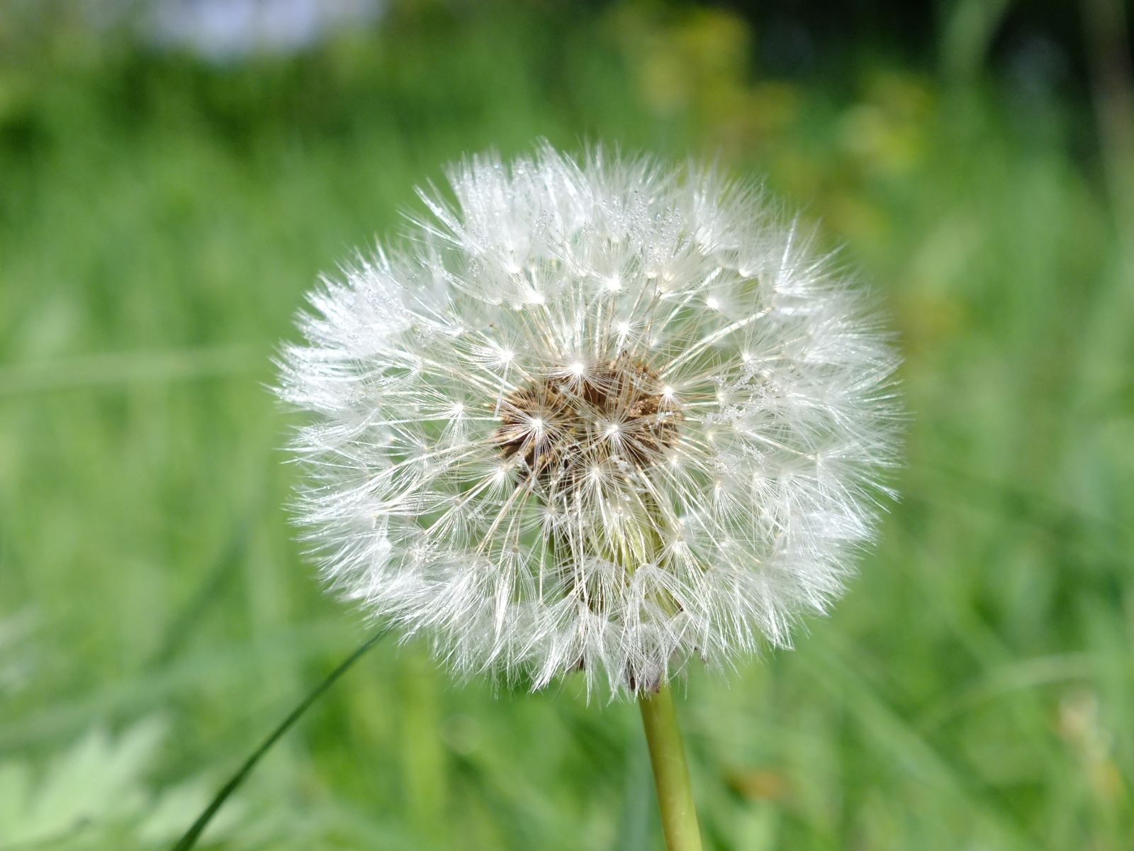 pusteblume02.jpg