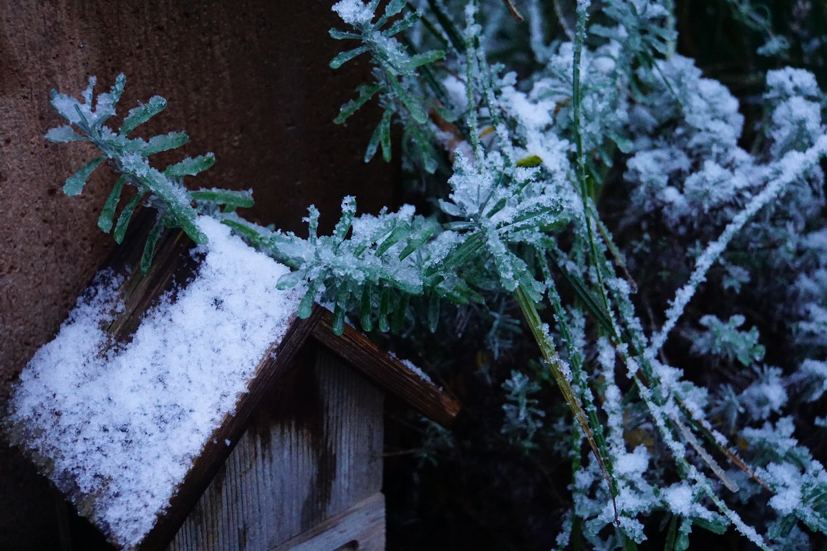 lavendel_schnee_nov_2023.jpg