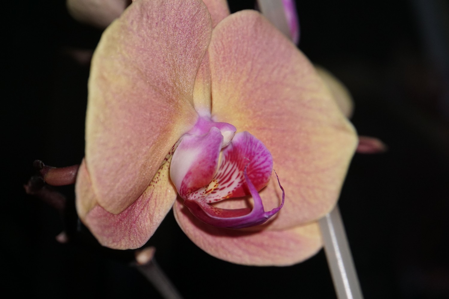 orchidee_dez_2023.jpg