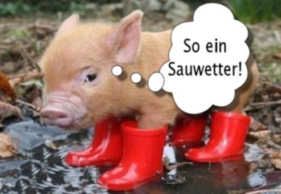 sauwetter-1.jpg