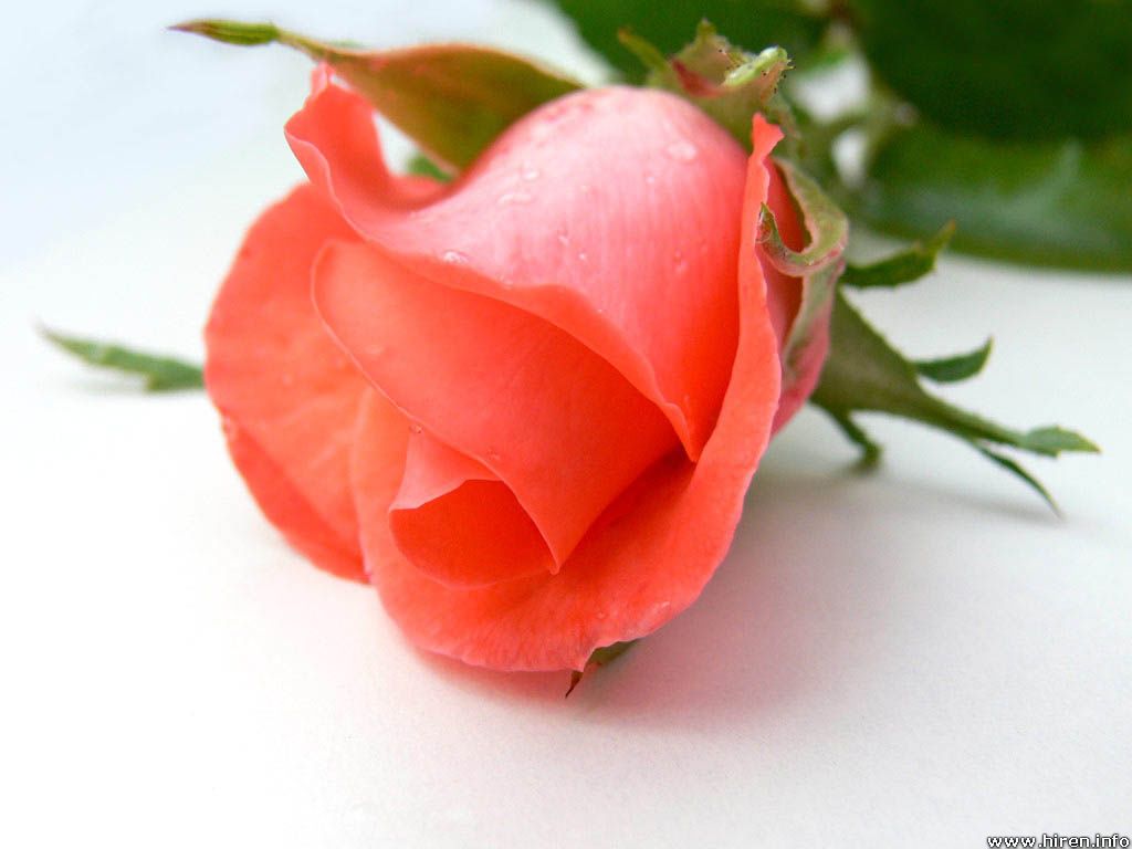 dark-pink-rose.jpg